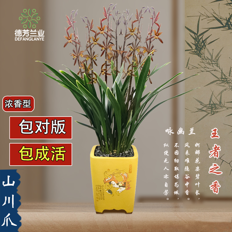 德芳兰业金边带花苞春节绿植盆栽