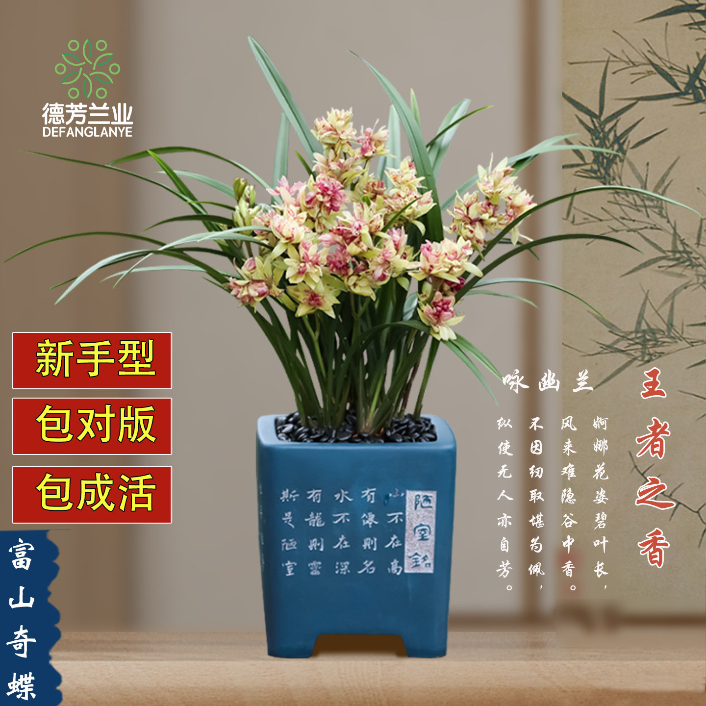 德芳兰业惠兰建兰富山奇蝶兰花苗好养带花苞开花花卉室内绿植盆栽,鲜花速递/花卉仿真/绿植园艺,国兰/杂交兰/洋兰类,淘宝优惠券,粉丝福利购,淘宝优惠卷