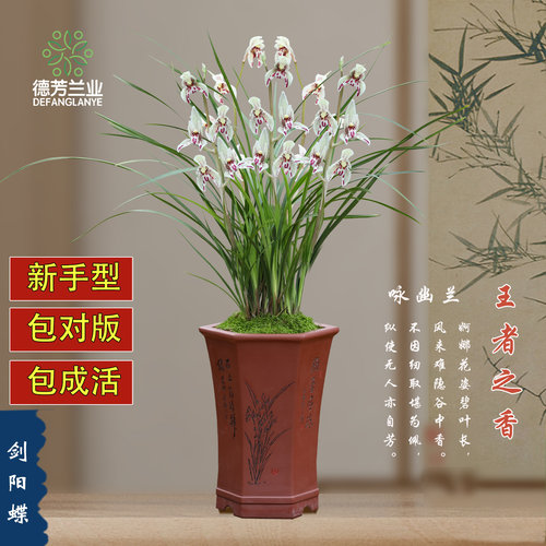 兰花苗莲瓣兰剑阳蝶带花苞浓香