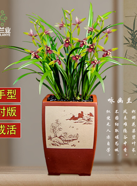 德芳兰业兰花苗建兰小国魂逸红双娇浓香室内阳台花卉绿植盆栽