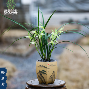 兰花苗名贵春剑隆昌素带花苞浓香型室内阳台客厅绿植物盆景盆栽