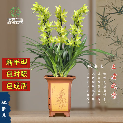 四季盆栽墨兰好养花卉植物
