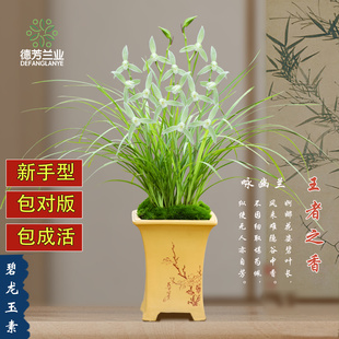 翁源兰花德芳兰业莲瓣兰碧龙玉素客厅阳台浓香型花卉绿植基地盆栽