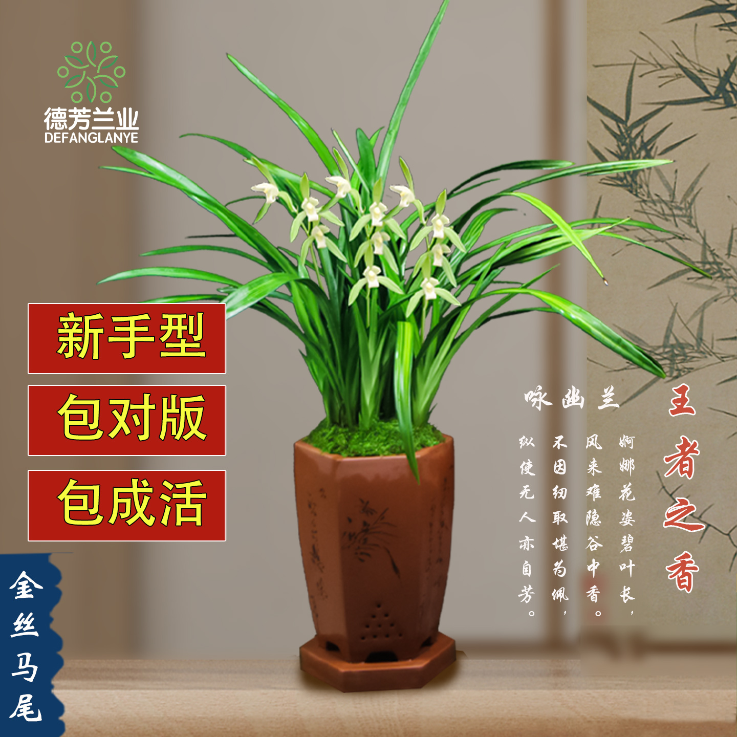 四季兰花苗花卉浓香建兰阳台室内