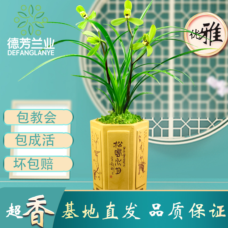 四季盆栽好养春兰花植物