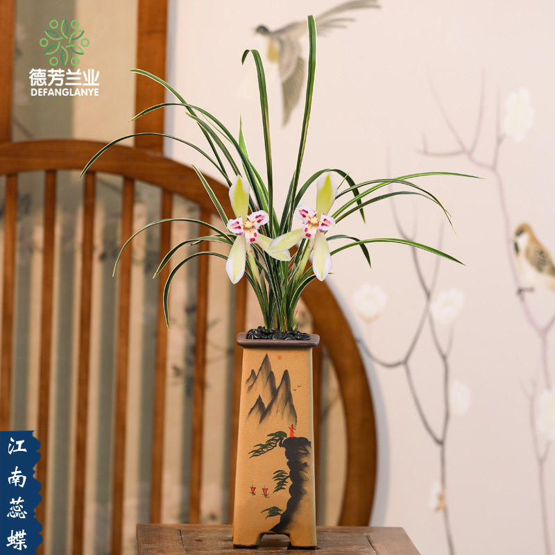 好养花卉兰花春兰江南蕊蝶阳台客厅好养浓香花卉净化空气绿植盆栽