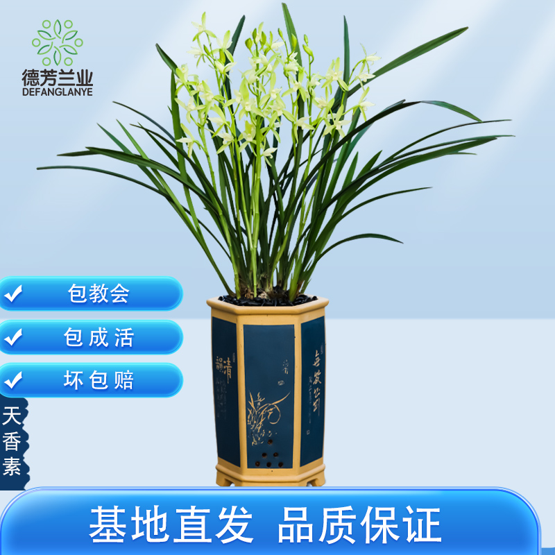 兰花建兰系列兰花苗春兰墨兰蕙兰直销带花苞天香素特级花卉盆栽