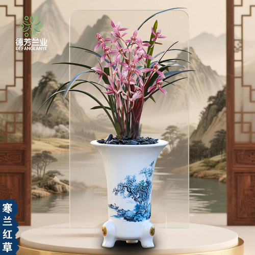 名贵精品兰花苗寒兰红草好养室内