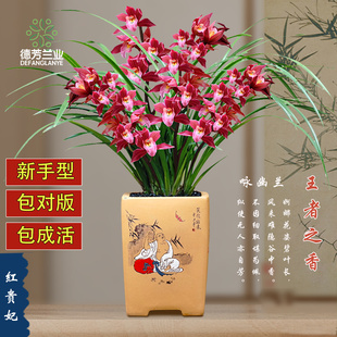 德芳兰业兰花盆栽墨兰春兰建惠兰兰花苗室内带花苞红贵妃绿植花卉
