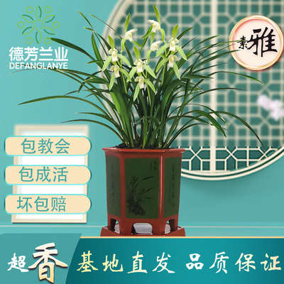 四季建兰盆栽好养花卉植物