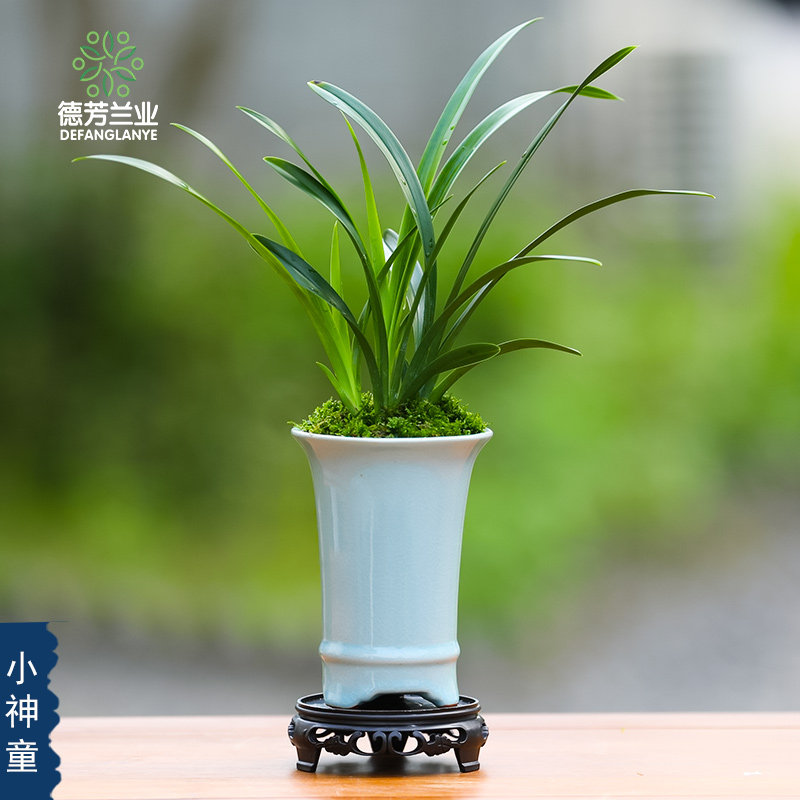 德芳兰业兰花苗建兰墨兰蕙兰小神童盆栽直销带花苞十大名贵兰花