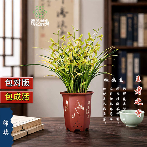 建兰锦旗花卉绿植兰花四季兰盆栽浓香 - 封面