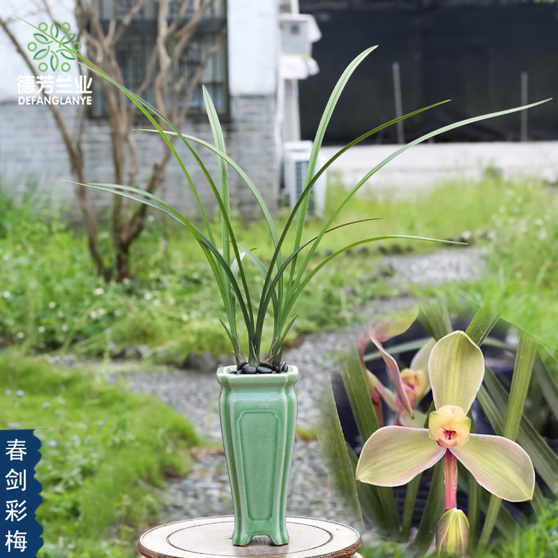 精品名贵特级兰花春剑彩梅带花苞发货特浓香室内客厅花卉绿植盆栽,鲜花速递/花卉仿真/绿植园艺,国兰/杂交兰/洋兰类,淘宝优惠券,粉丝福利购,淘宝优惠卷