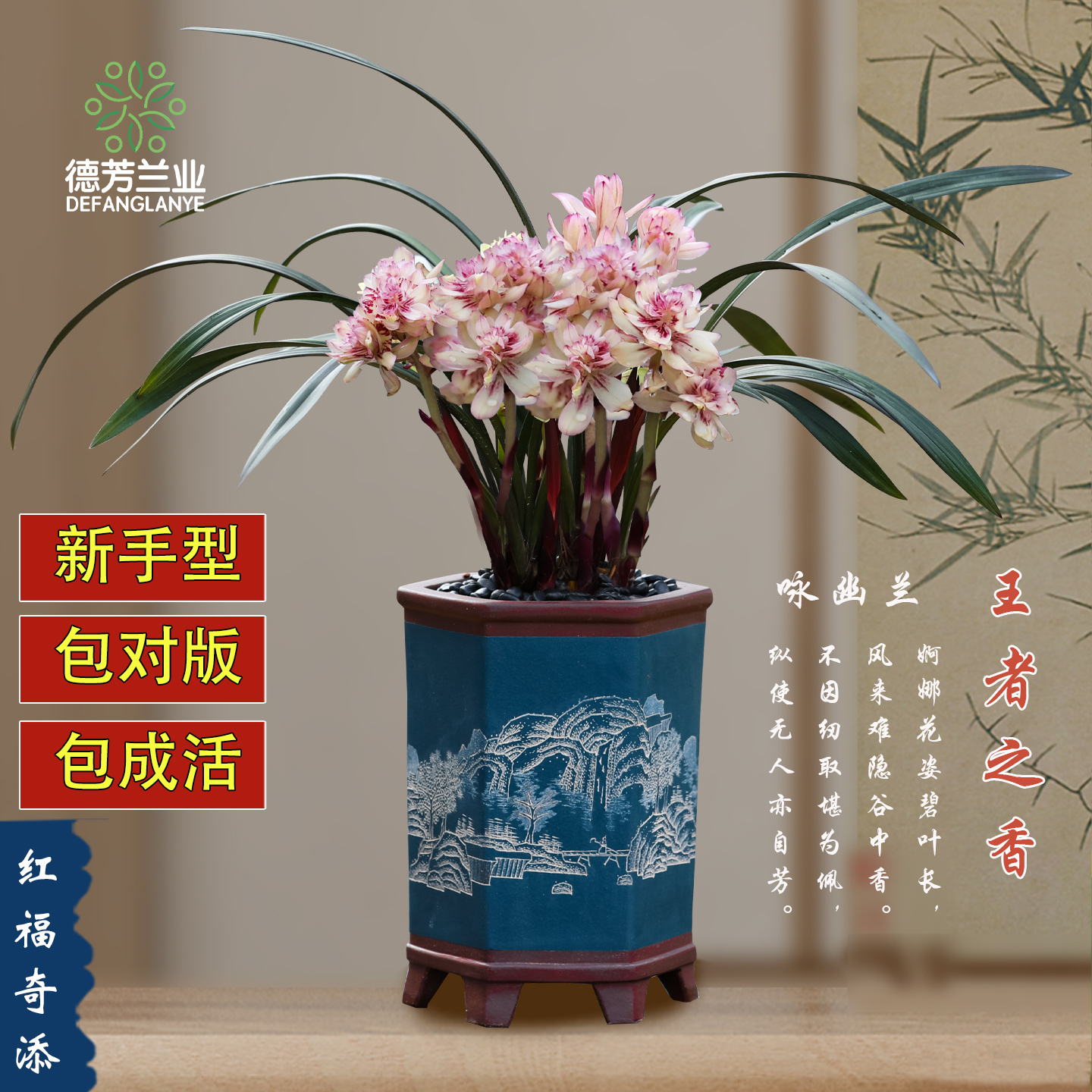 名贵兰花品种开花浓香型红草奇花