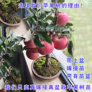 嫁接矮化盆栽苹果树苗特大早熟南方北方种植盆栽地栽室内当年结果