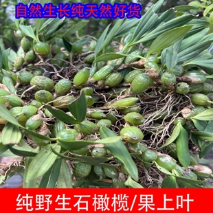 现发野石橄榄新鲜广西石橄榄双叶石仙桃炖汤补品中小号福建石橄榄