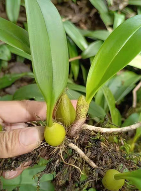 【贵州石山单叶大果石橄榄】煲汤果上叶石仙桃优质品500克包邮