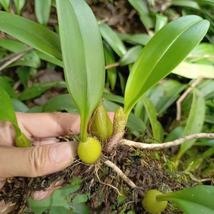 【贵州石山单叶大果石橄榄】煲汤果上叶石仙桃优质品500克包邮