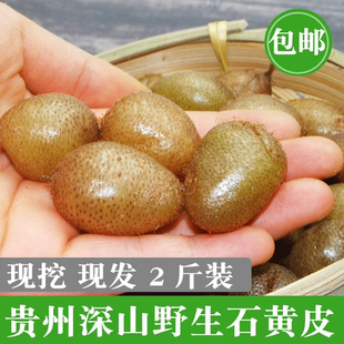 野生新鲜石黄皮凤凰蛋蛇蛋肾蕨果化狗儿石琵琶煲汤食材中药材包邮