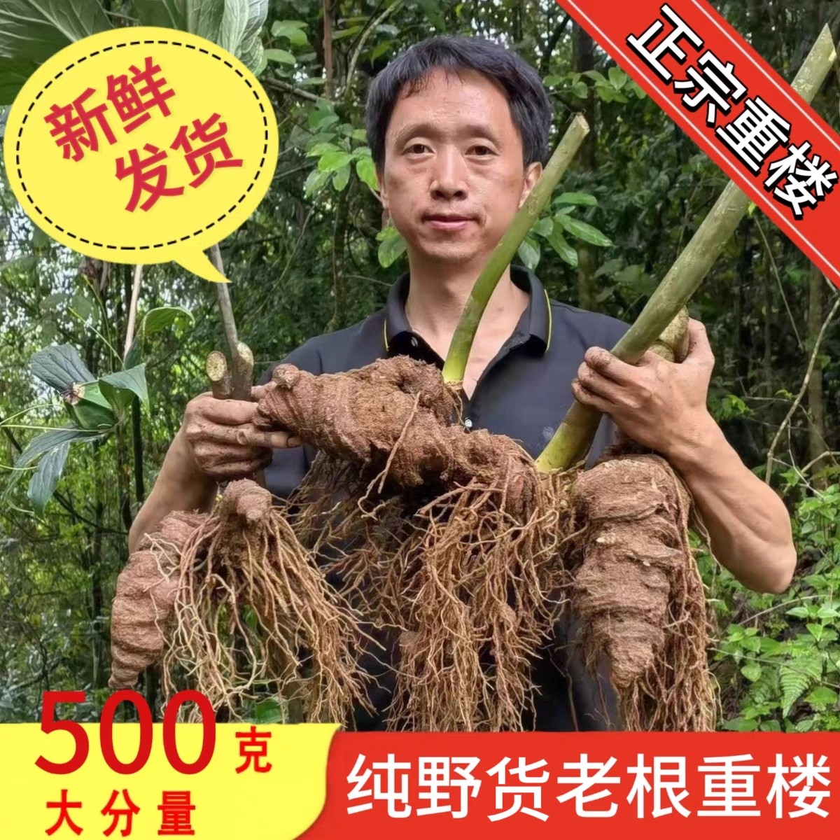 云南新鲜纯滇重楼中药材生独脚莲七叶一枝花野草河车灯台七重正品