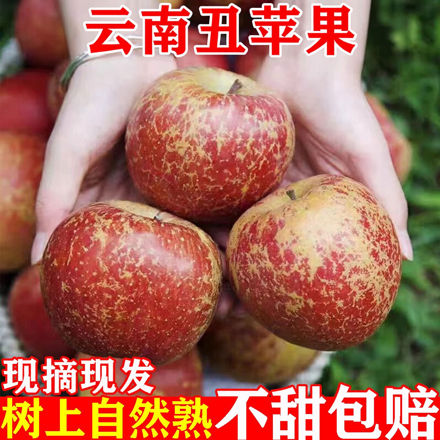 【正宗昭通丑苹果】现摘现发