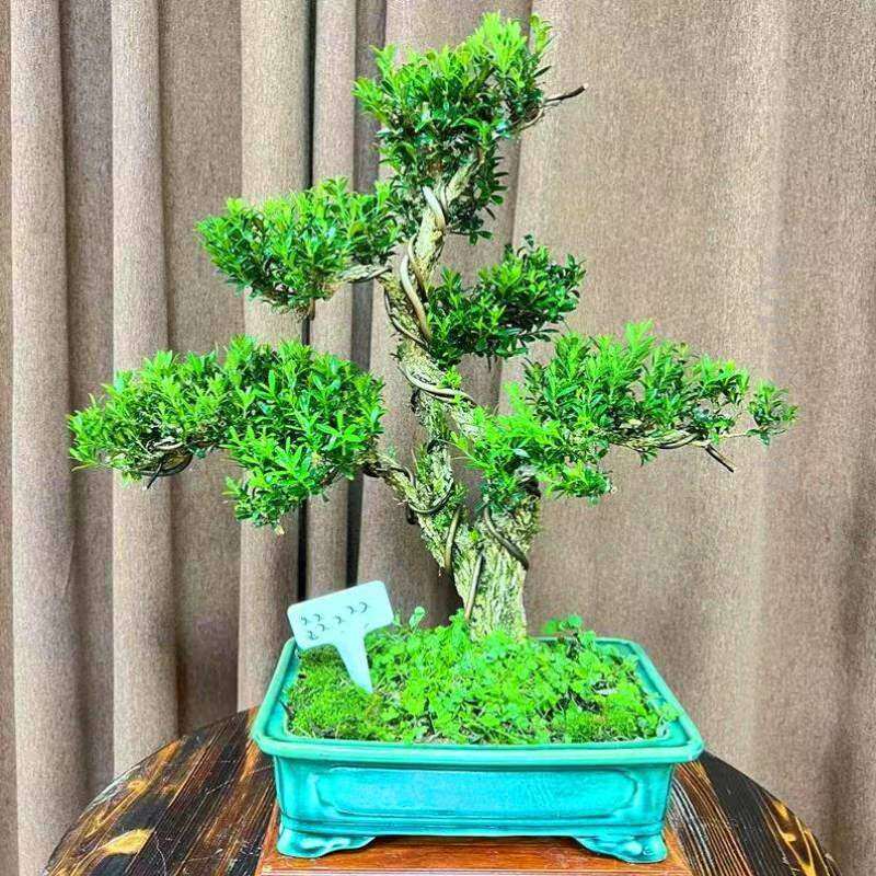 舌皮四季常青室内名贵黄杨龙树龙鳞雀盆景