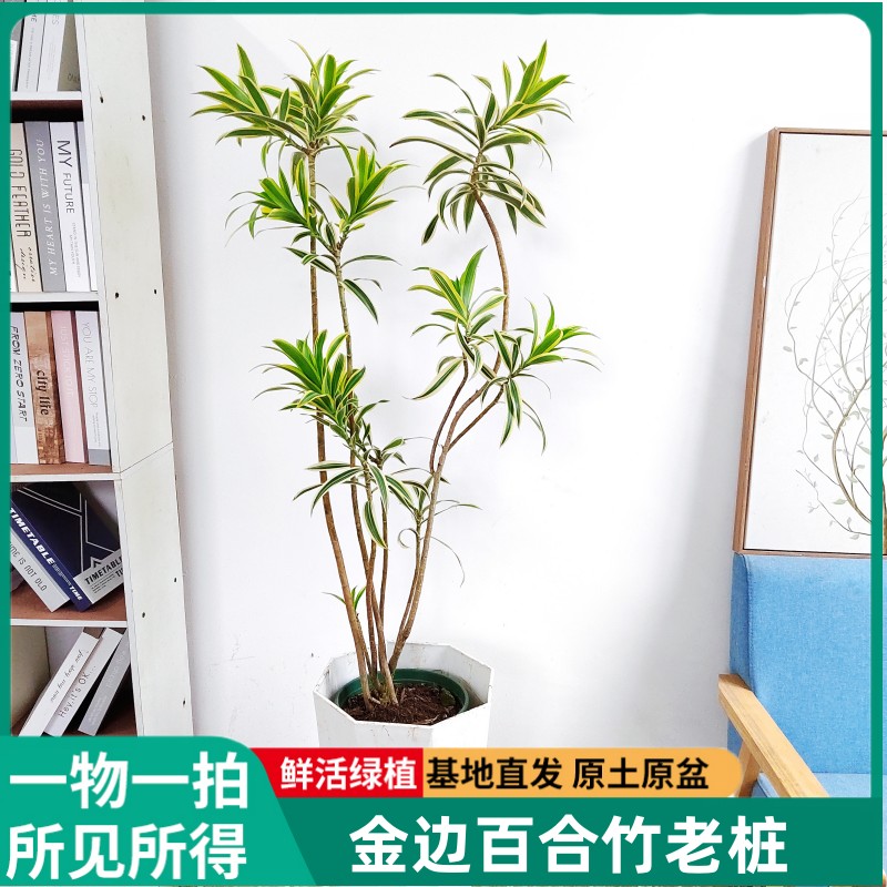 植物基地金边百合竹室内观叶耐阴