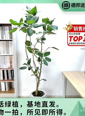 孟加拉榕奥黛丽榕日本富贵榕高山榕基地室内客厅植物盆栽观叶耐荫
