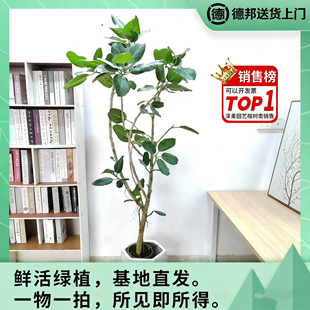 孟加拉榕奥黛丽榕日本富贵榕高山榕基地室内客厅植物盆栽观叶耐荫