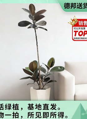 s型造型黑金刚橡皮树花金刚盆栽大型植物室内客厅观叶好养基地