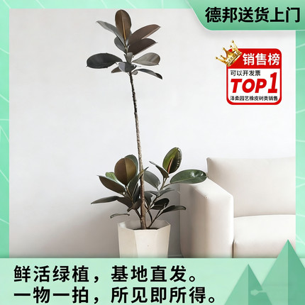 s型造型黑金刚橡皮树花金刚盆栽大型植物室内客厅观叶好养基地