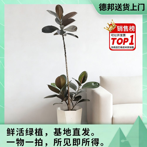 黑金刚橡皮树客厅室内观叶基地