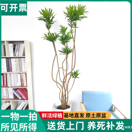 金心百合竹金边植物大型盆栽室内北欧风网红老桩耐阴包邮基地直销