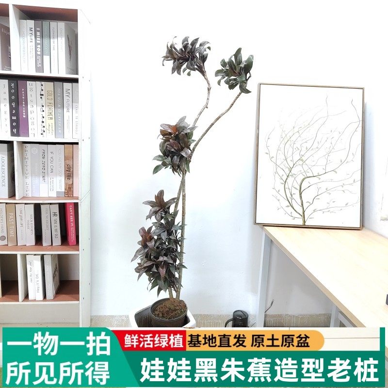 娃娃黑叶朱蕉植物盆栽老桩净化空气室内客厅耐阴好养基地紫气东来