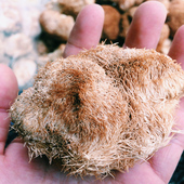 菌菇 养胃煲汤 菌类野货250g 陕西秦岭特产干货 猴头菇