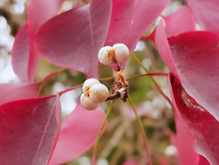 蜜源植物乌桕树种子 乌桕树苗 多年生秋天变色