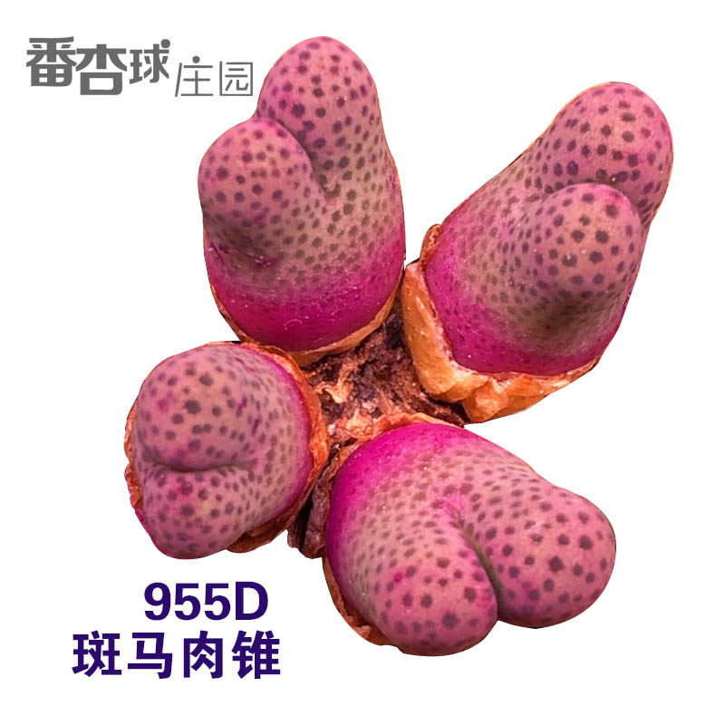 大型原地955d斑马肉锥一物一拍服盆番杏科多肉植物种子