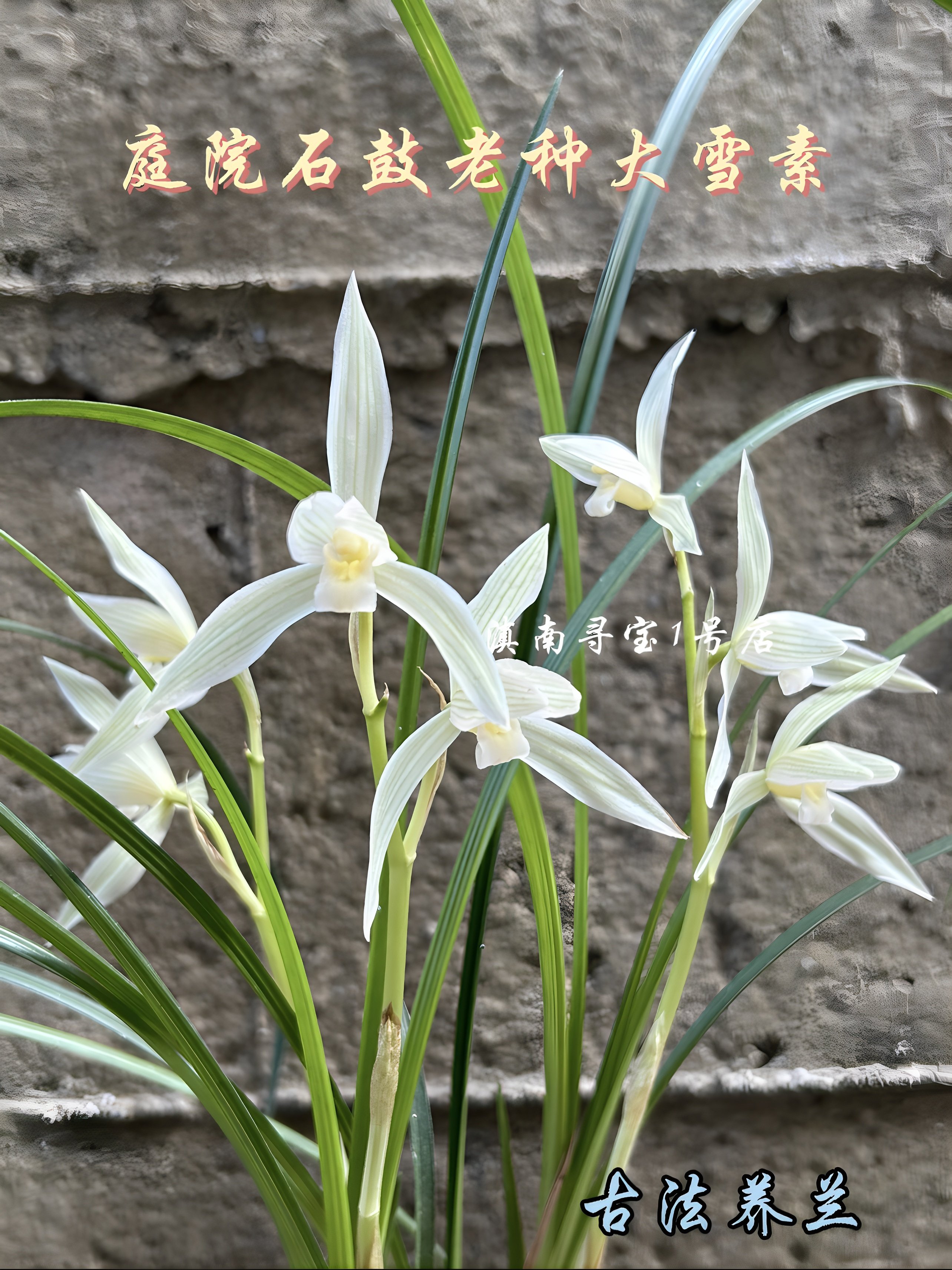 正宗原生老种石鼓大雪素特惠莲瓣兰家养阳台兰花庭院客厅办公桌