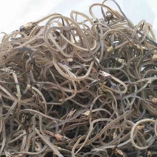 一斤包邮干鳝鱼骨无盐新鲜晾晒黄鳝骨头晒干鳝鱼长鱼骨可煲汤提白