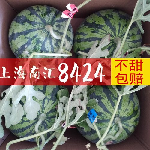 上海头茬南汇8424西瓜麒麟瓜