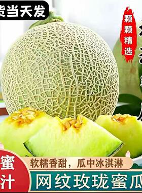 海南玫珑瓜网纹蜜瓜当天现摘甜瓜