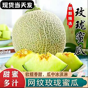当季玫珑瓜网纹蜜瓜冰淇淋甜瓜一藤一瓜当天现摘当季水果哈密瓜