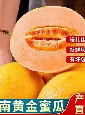 海南黄金蜜瓜新鲜哈密瓜脆甜多汁有坏包赔哈密瓜一瓜一藤当季水果