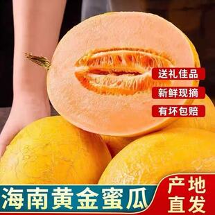 海南黄金蜜瓜新鲜现摘产地直发有坏包赔哈密瓜一瓜一藤当季水果