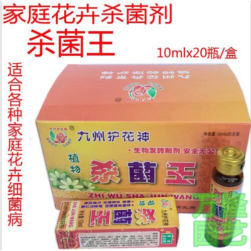 九州绿萝吊兰园艺烂根