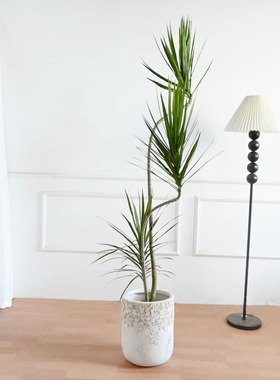 青绿色千年木马尾铁室内客厅阳台大型植物造型耐阴耐旱好养懒人