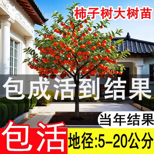 特大脆甜火晶柿子树苗嫁接脆甜