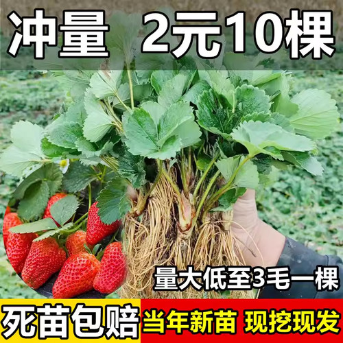 四季草莓苗奶油红颜草莓秧大棚种植草莓盆栽当年结果新苗带土果苗