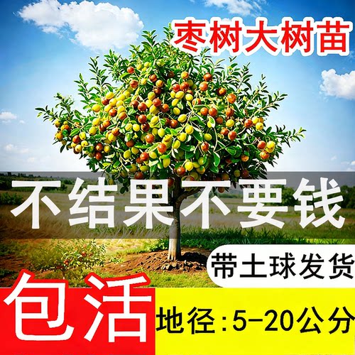 特大沾化冬枣嫁接活苗超甜盆栽