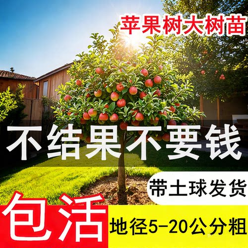 特大冰糖心红富士苹果树苗嫁接